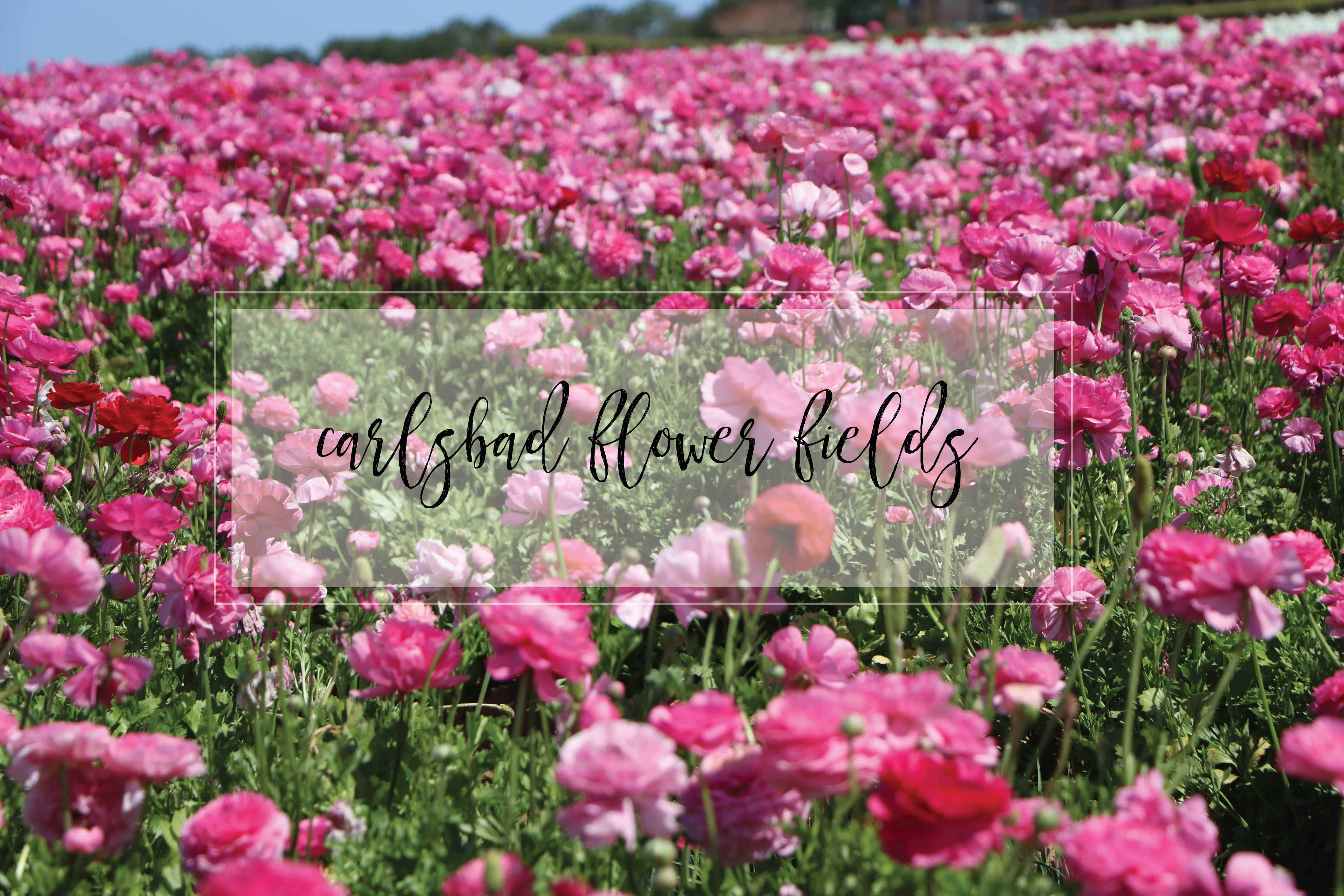 Carlsbad Flower Fields|Ahrens at Home