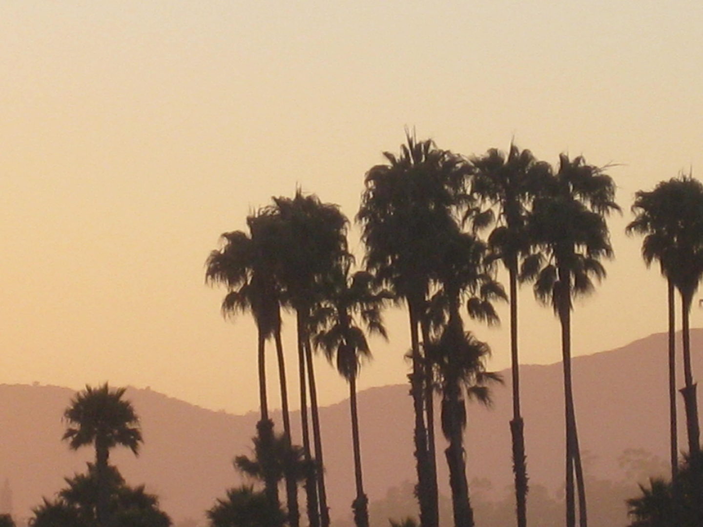 Palm trees and mountains along the coast of california
